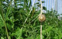 Precarious Snail [By.Cor][1440x900]